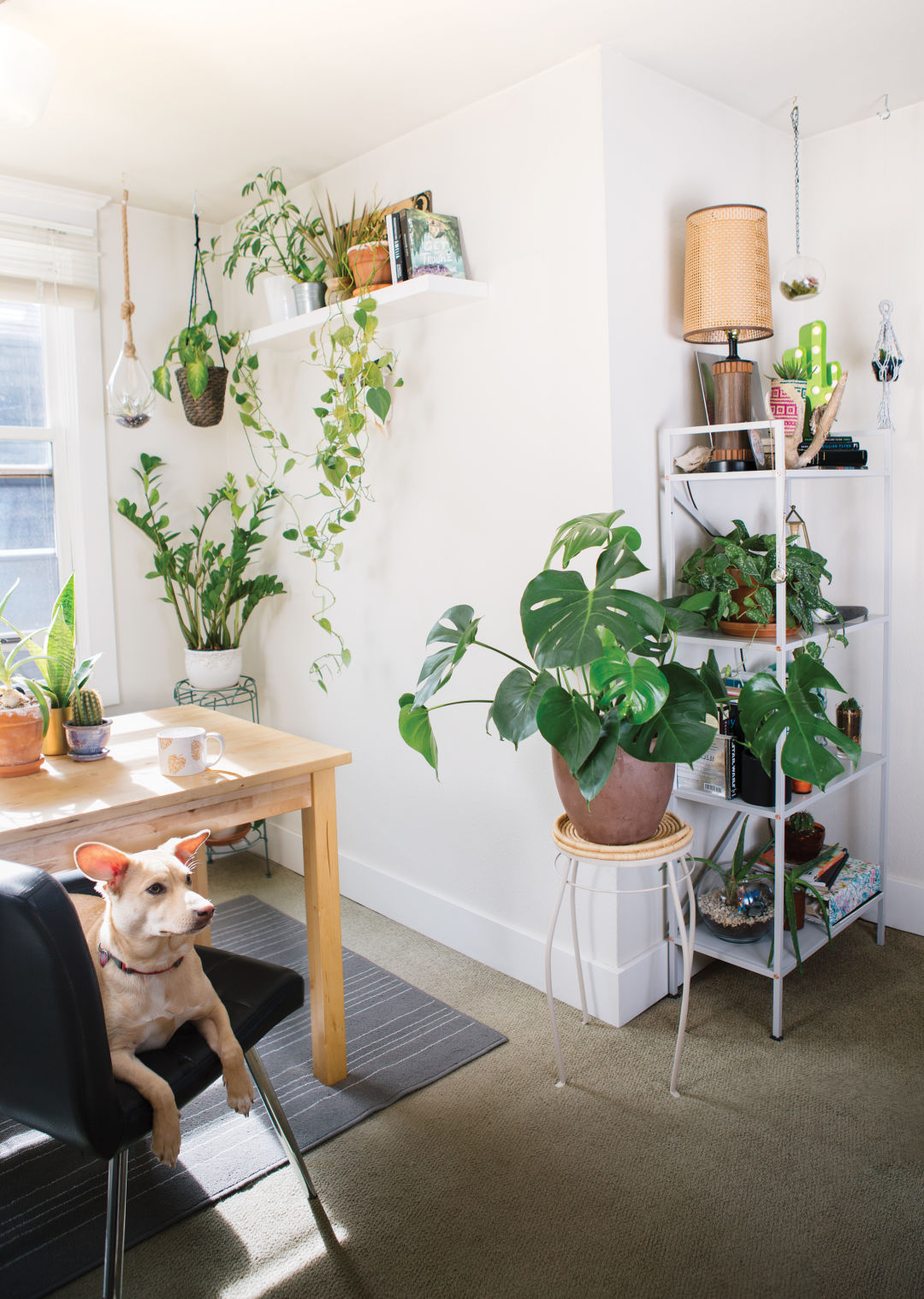 How To Keep Indoor Plants Seattle Met