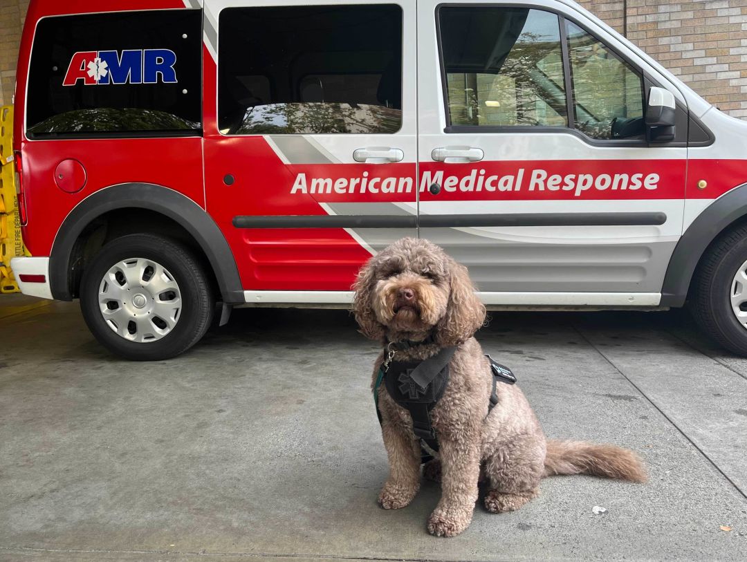 These Canines Are Taking Care of Seattle First Responders 3 Service dog Seattle ompcbd