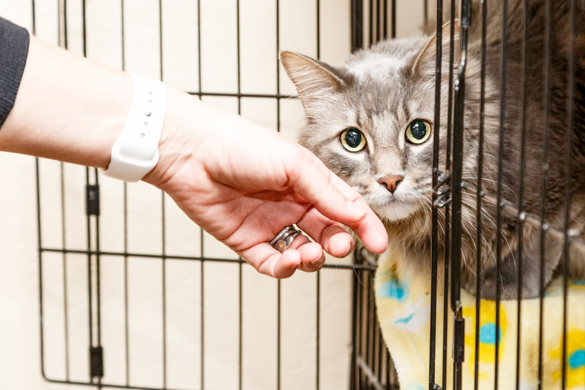 Adopt a Cat in Portland