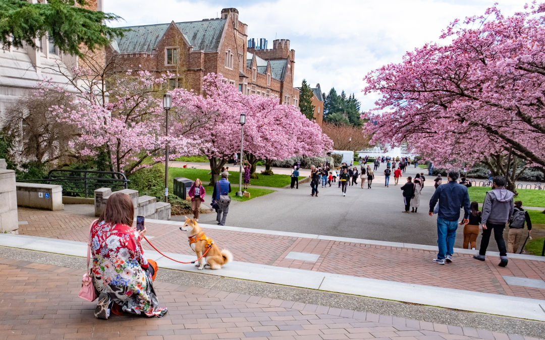 Viewing Guide for the UW Cherry Blossoms in Seattle 2023 Seattle Met