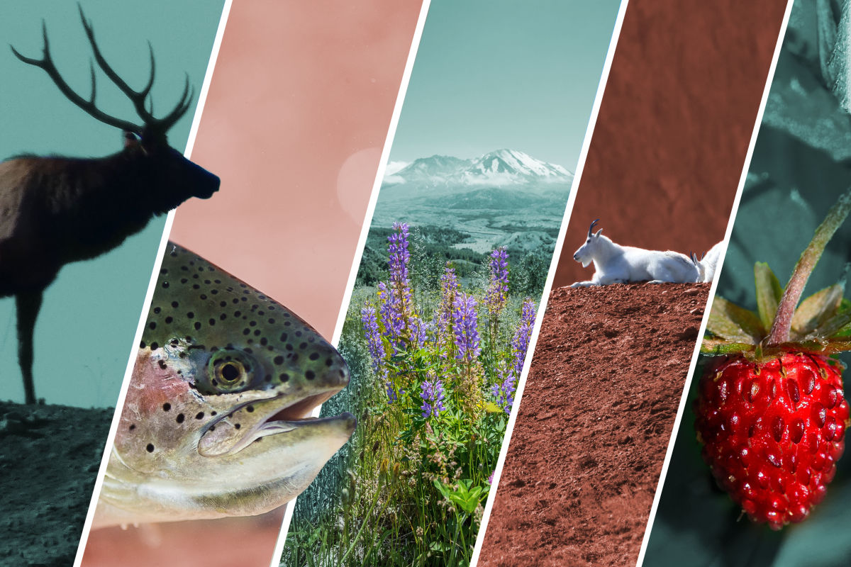 Mount St. Helens Wildlife Don’t Call it a Comeback Seattle Met