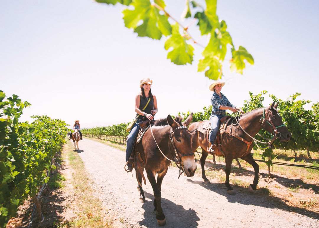 1017 wine country escapes yakima horses flnca5