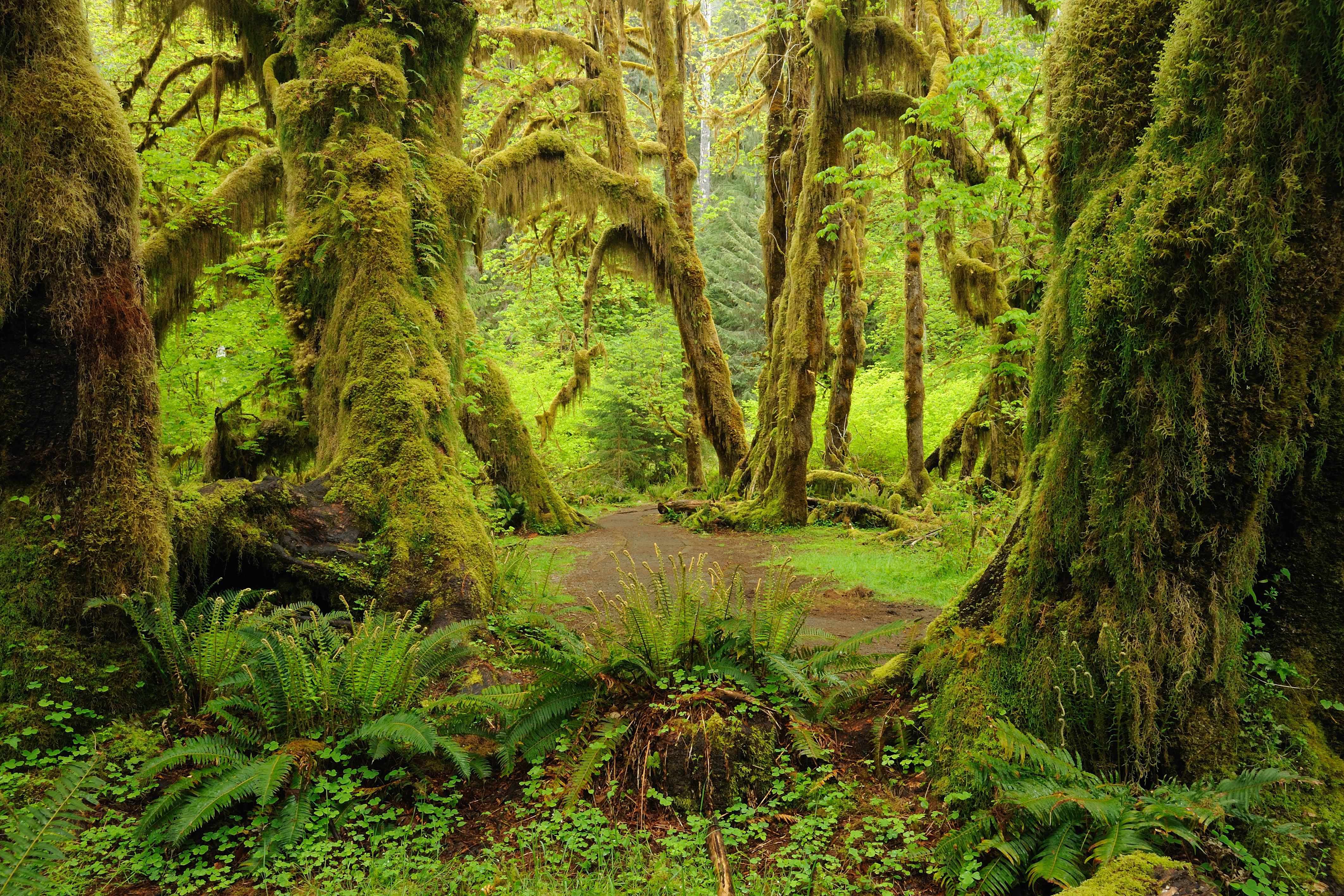 10-top-places-to-visit-in-olympic-national-park-seattle-met
