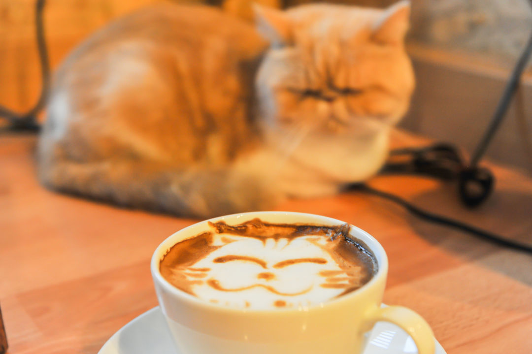 Houston s First Cat  Caf  Is Coming Soon Houstonia