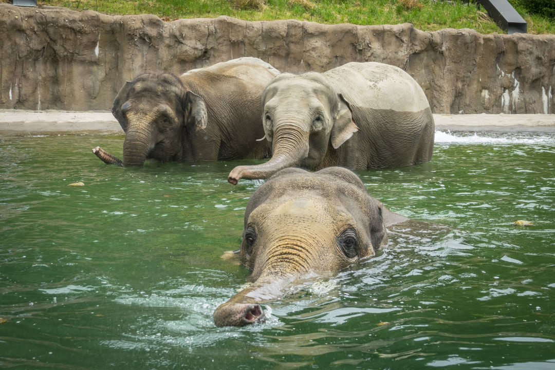 A Closer Look at the Oregon Zoo’s Elephant Breeding Program | Portland