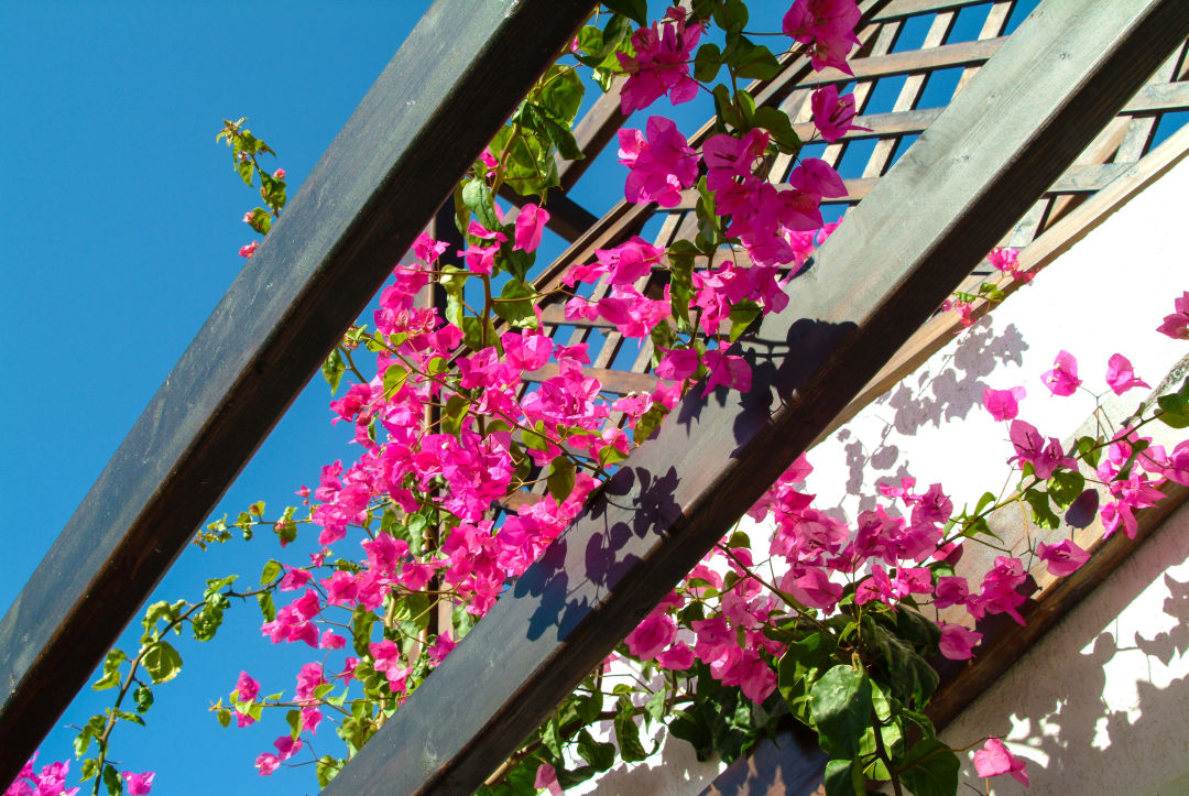 Pink bougainvillea on a trellis