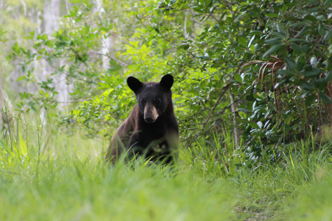 Florida Black Bears  The Nature Conservancy