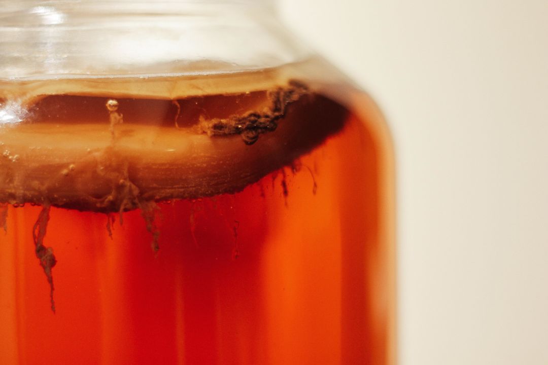 kombucha scoby - Brew Your Own