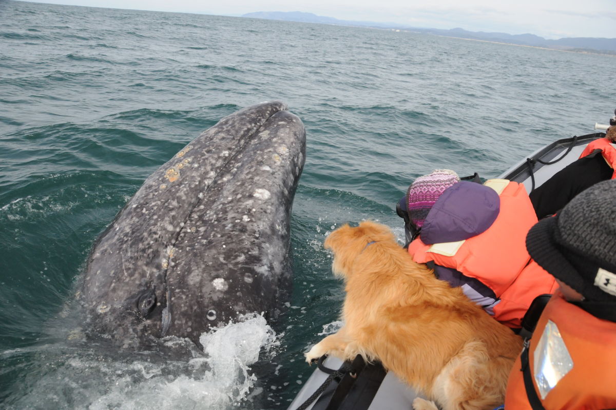 Meet the Resident Gray Whales of Depoe Bay Portland Monthly