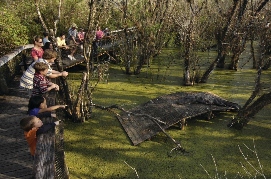 0217 family guide to florida billies swamp safari big cypress national park fuavkx