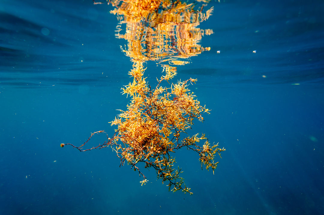 Sargassum is a naturally occurring brown macro algae that floats just beneath the surface of the water, thanks to built-in air pods that keep it buoyant.