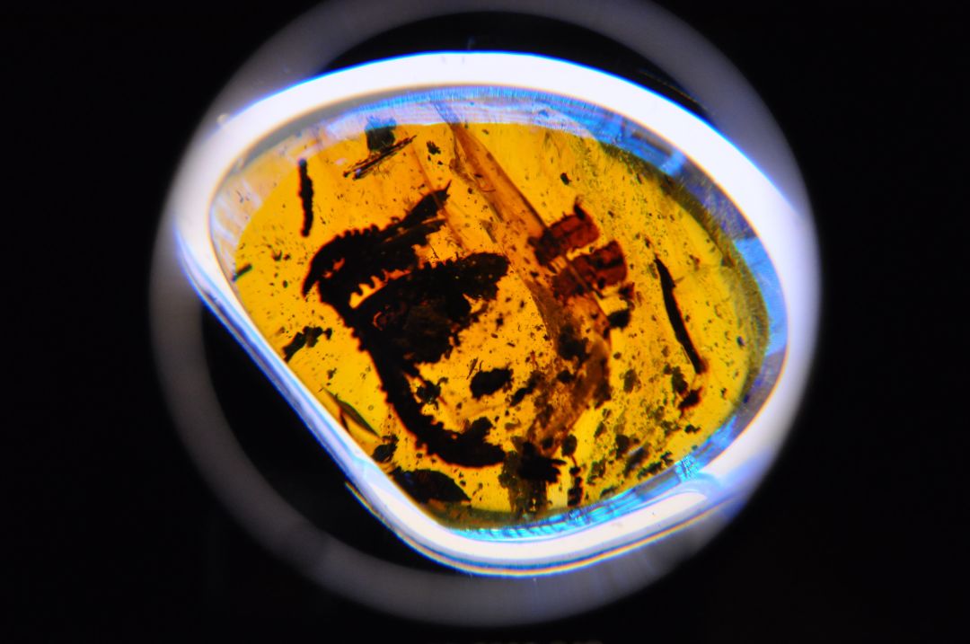 Wed teaser 3 houston museum of natural science amber secrets paml6t