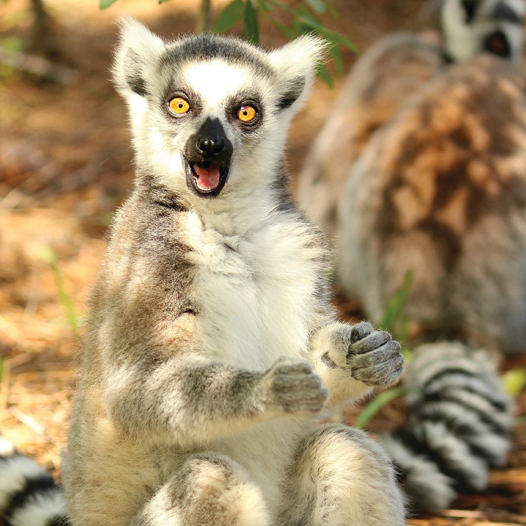 Lemurs live in family groups called conspiracies.