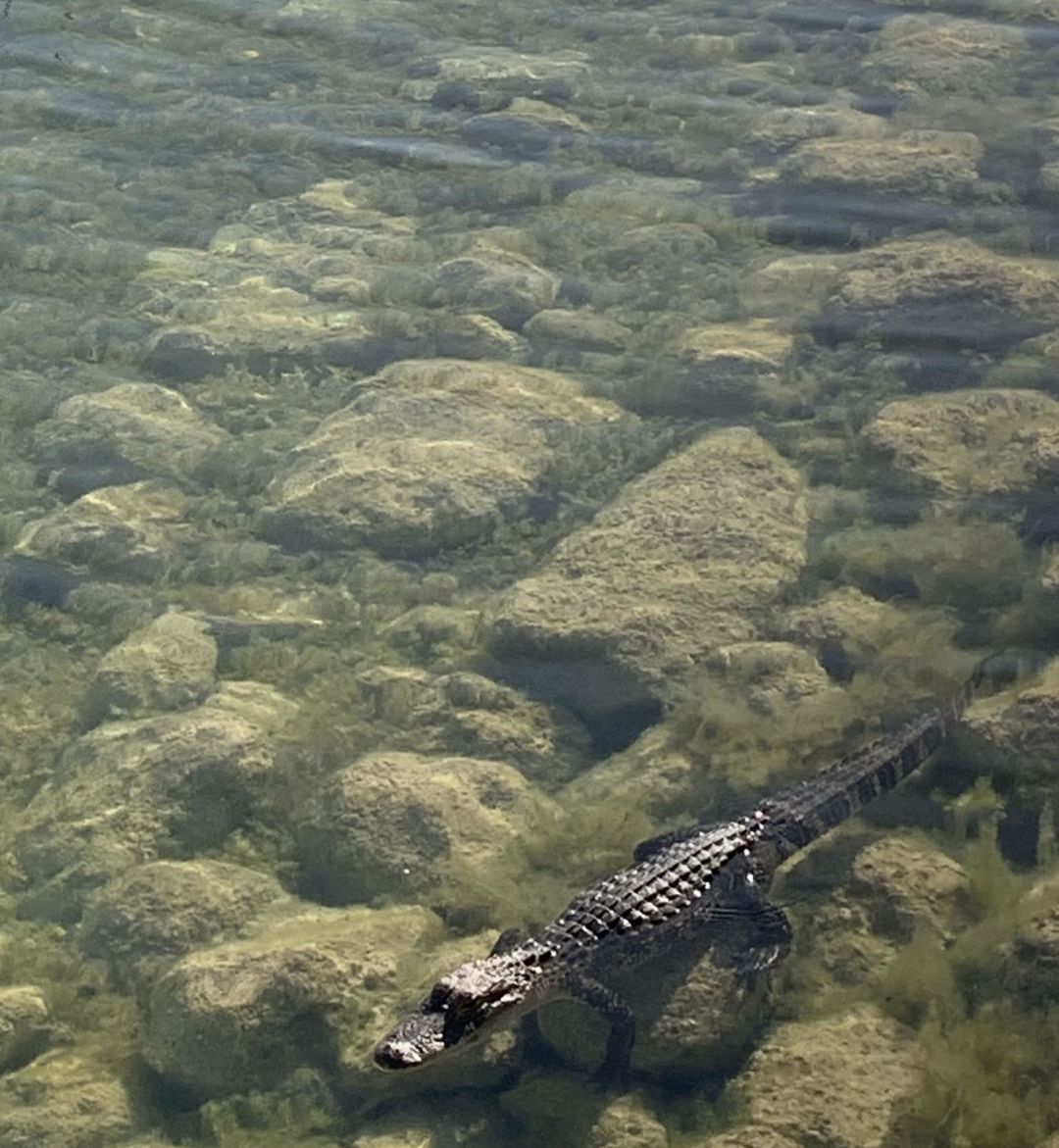 A young alligator at Waterside Place soaks up the sun.