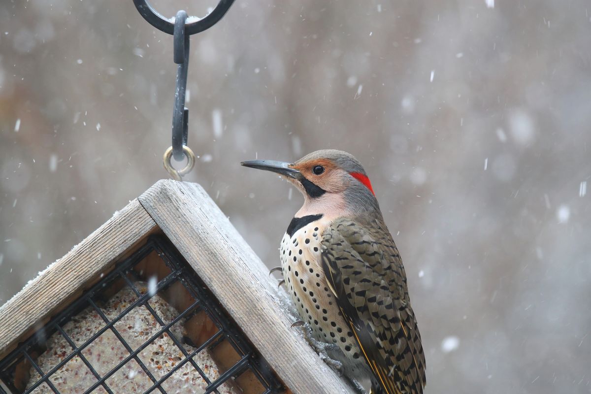 Wings of Winter, Shades of Summer