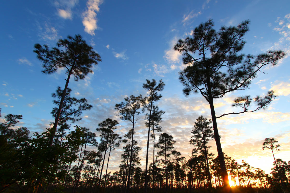 The Florida State Parks Foundation Wants to Plant Another 100,000 New Pine Trees - Vimarsana News