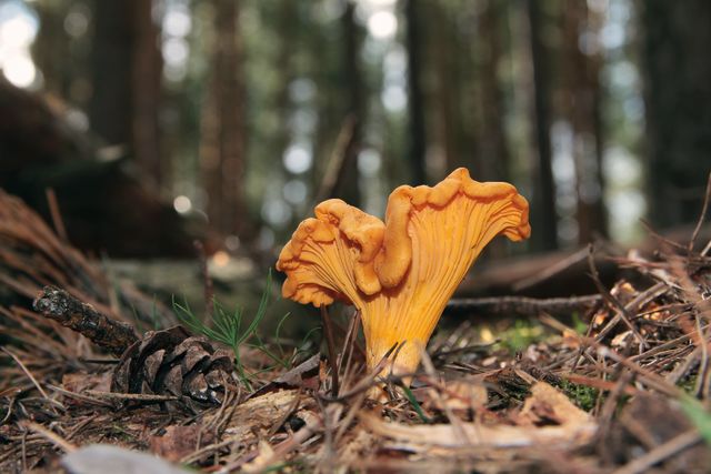 Pomo 0716 botc outdoors chanterelle mushroom g5oz1h