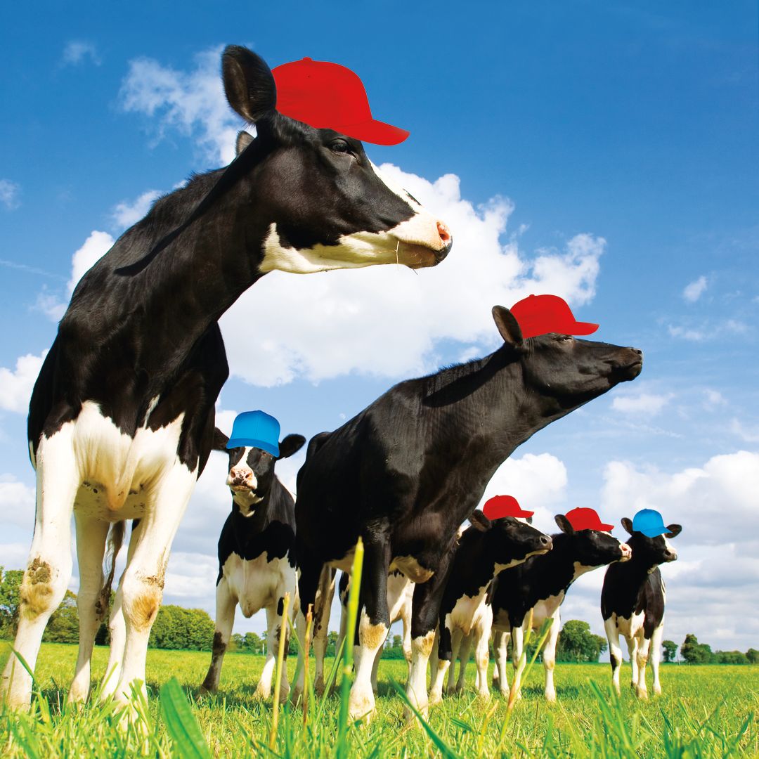 Pomo 0217 tillamook dairy cows wearing hats vqfaeh