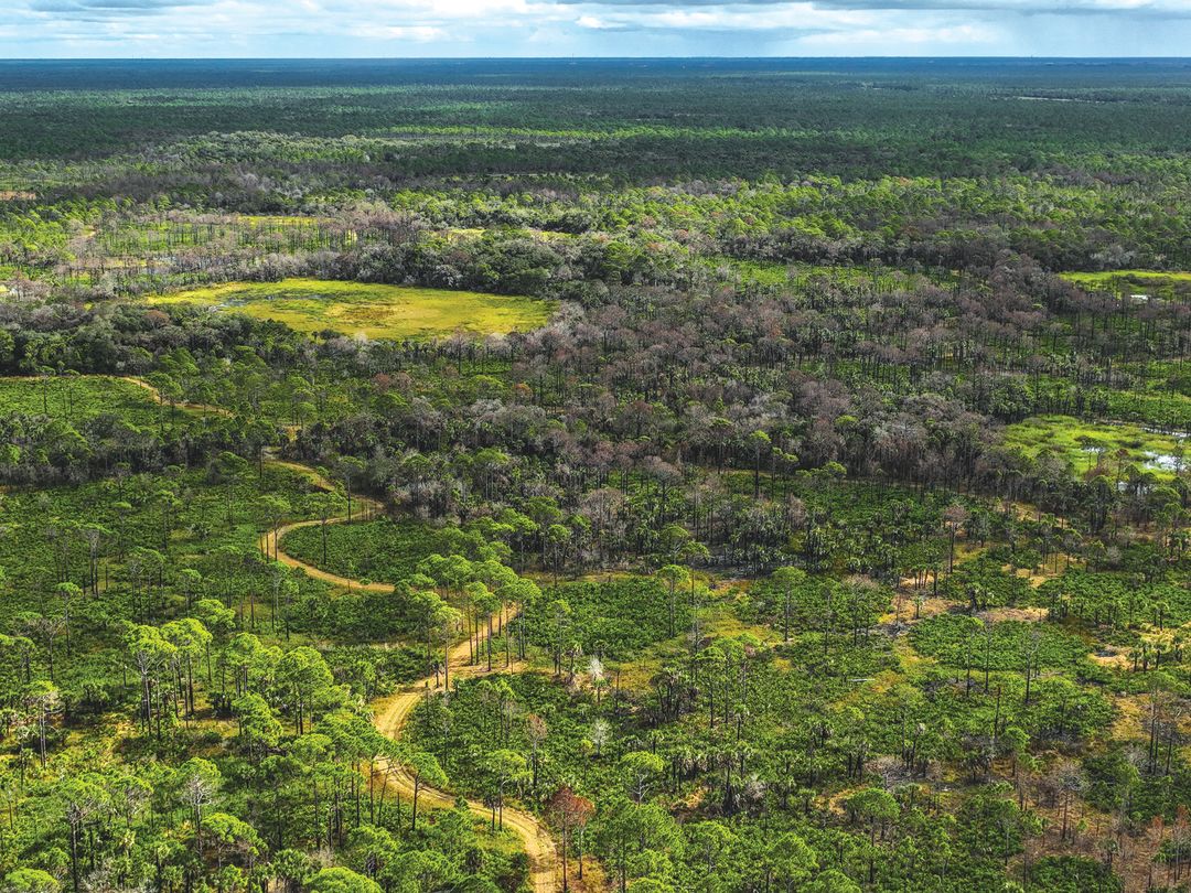 An expanse of Carlton Reserve.