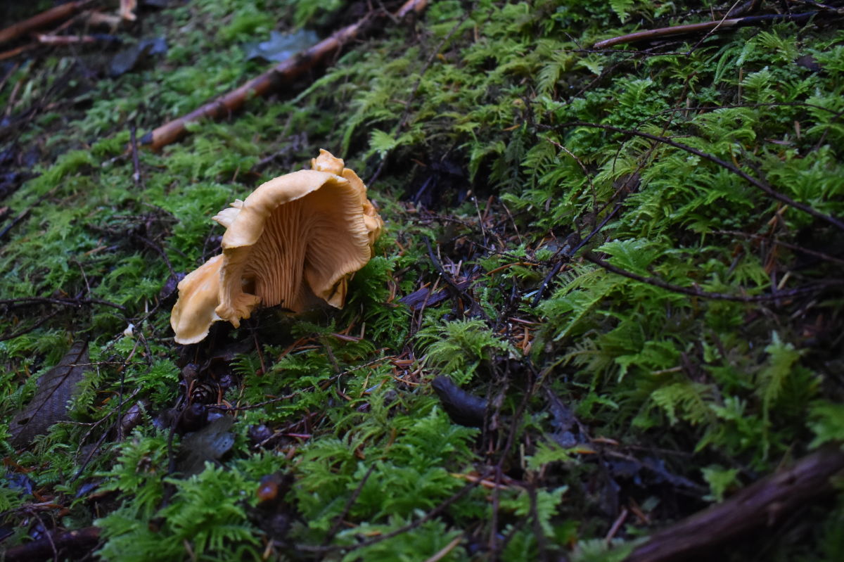 How to Hunt for Chanterelles Near Seattle Seattle Met