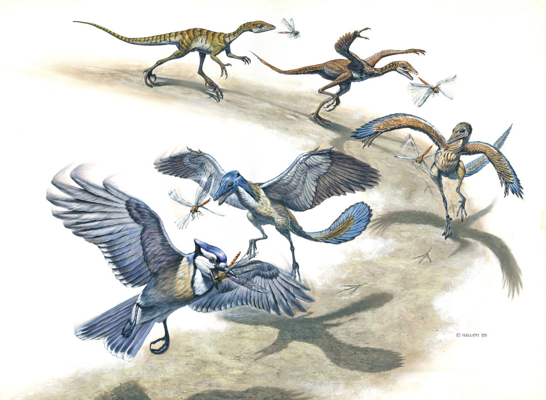 Hallett dinosaur into bird twkd3o
