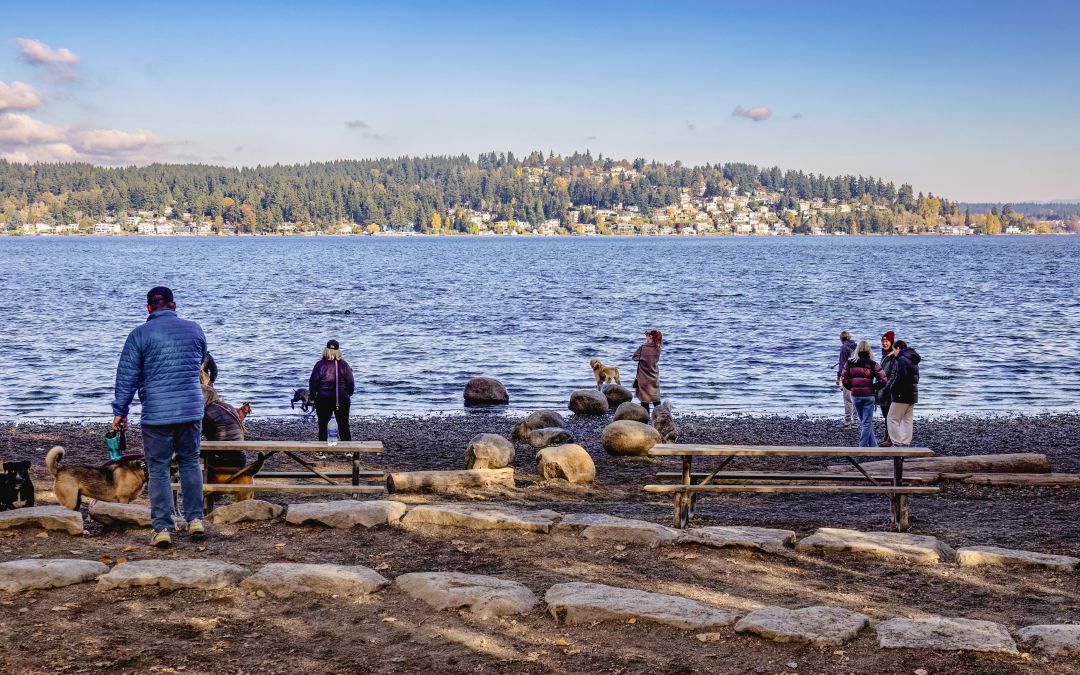 magnusen dog park Dgu shutterstock 1371714830 lrydzp