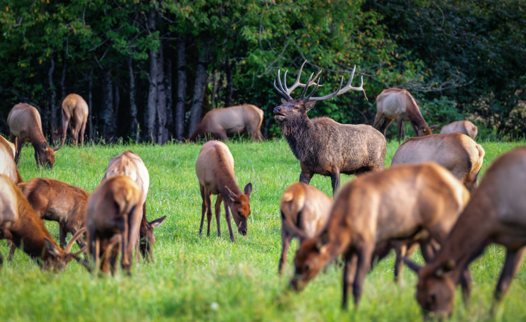 North Bend: The place to Eat, What to Do, and The place to Keep 6 shutterstock 1507252802 MarkALee wugkru