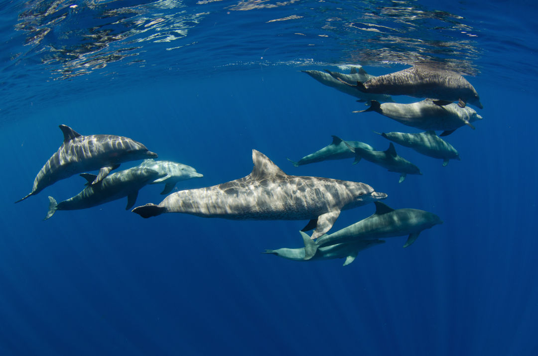 dolphin tours sarasota
