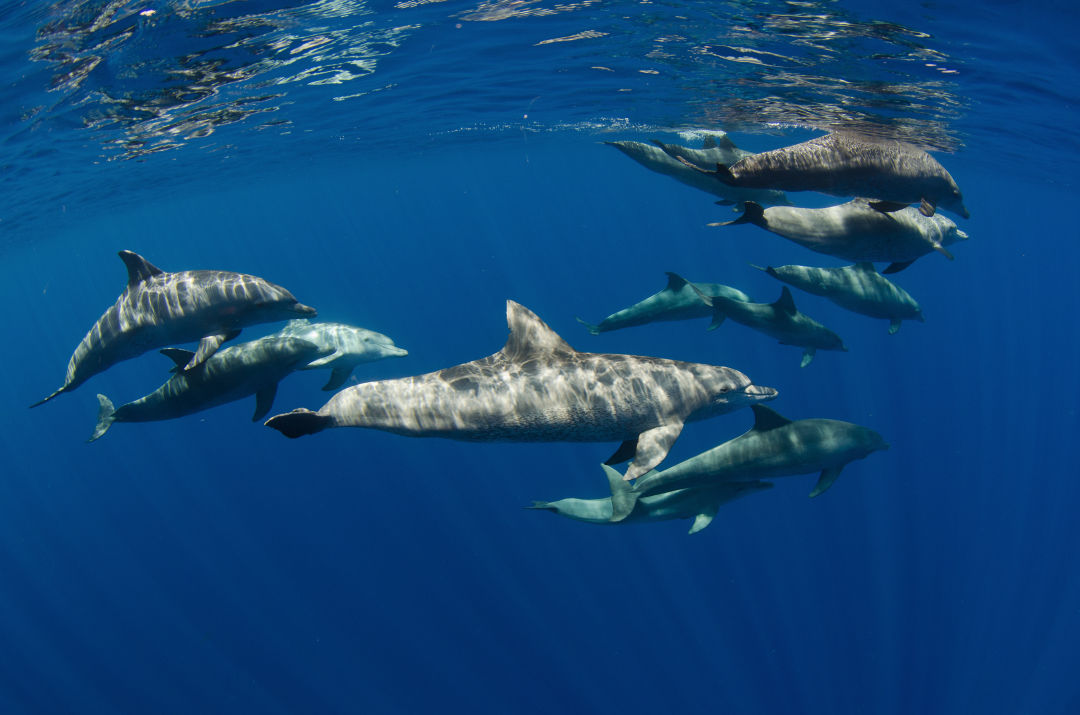 dolphin boat tours sarasota fl