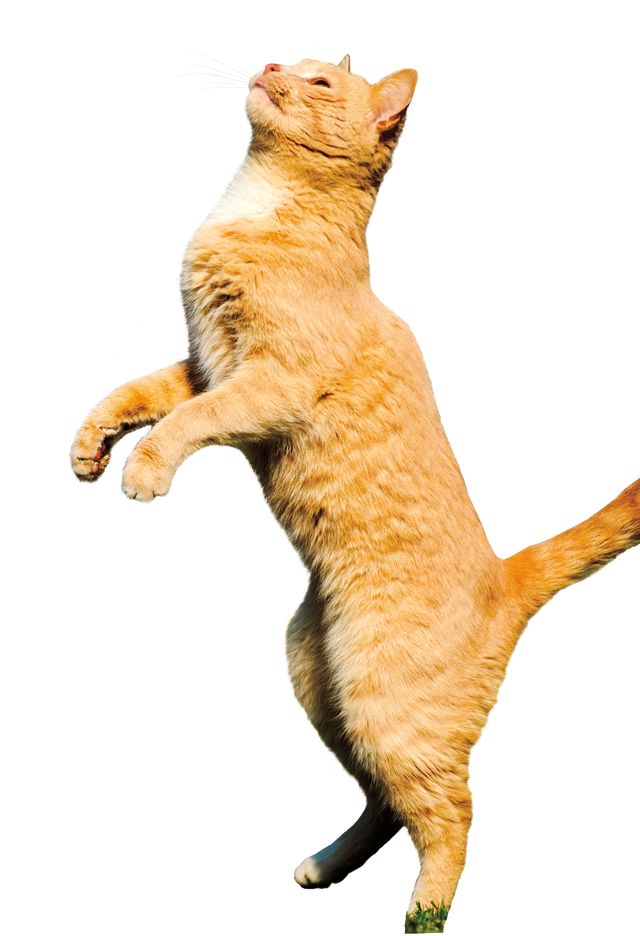 Shutterstock 618753779 m8ollg