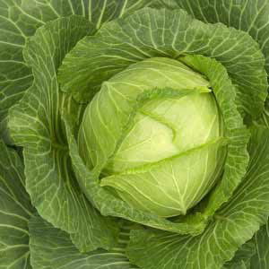 Cabbage e2y1ai