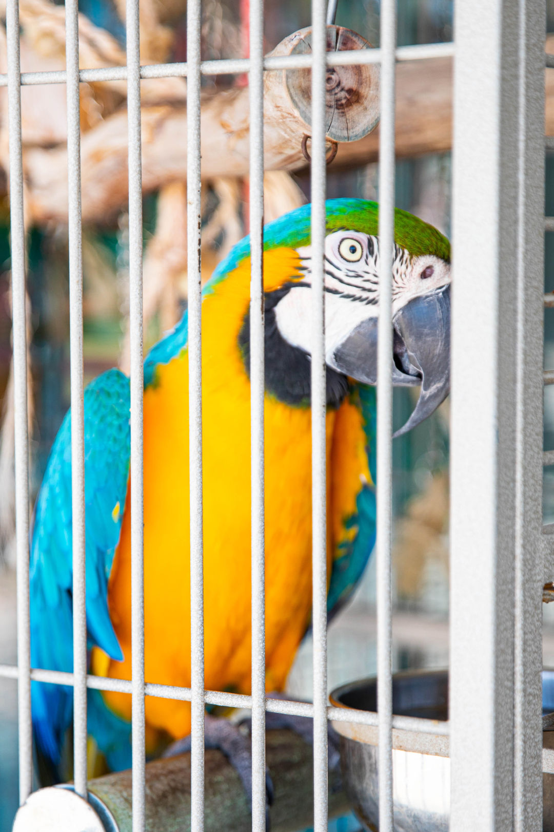 Macow bird looking through a cage.