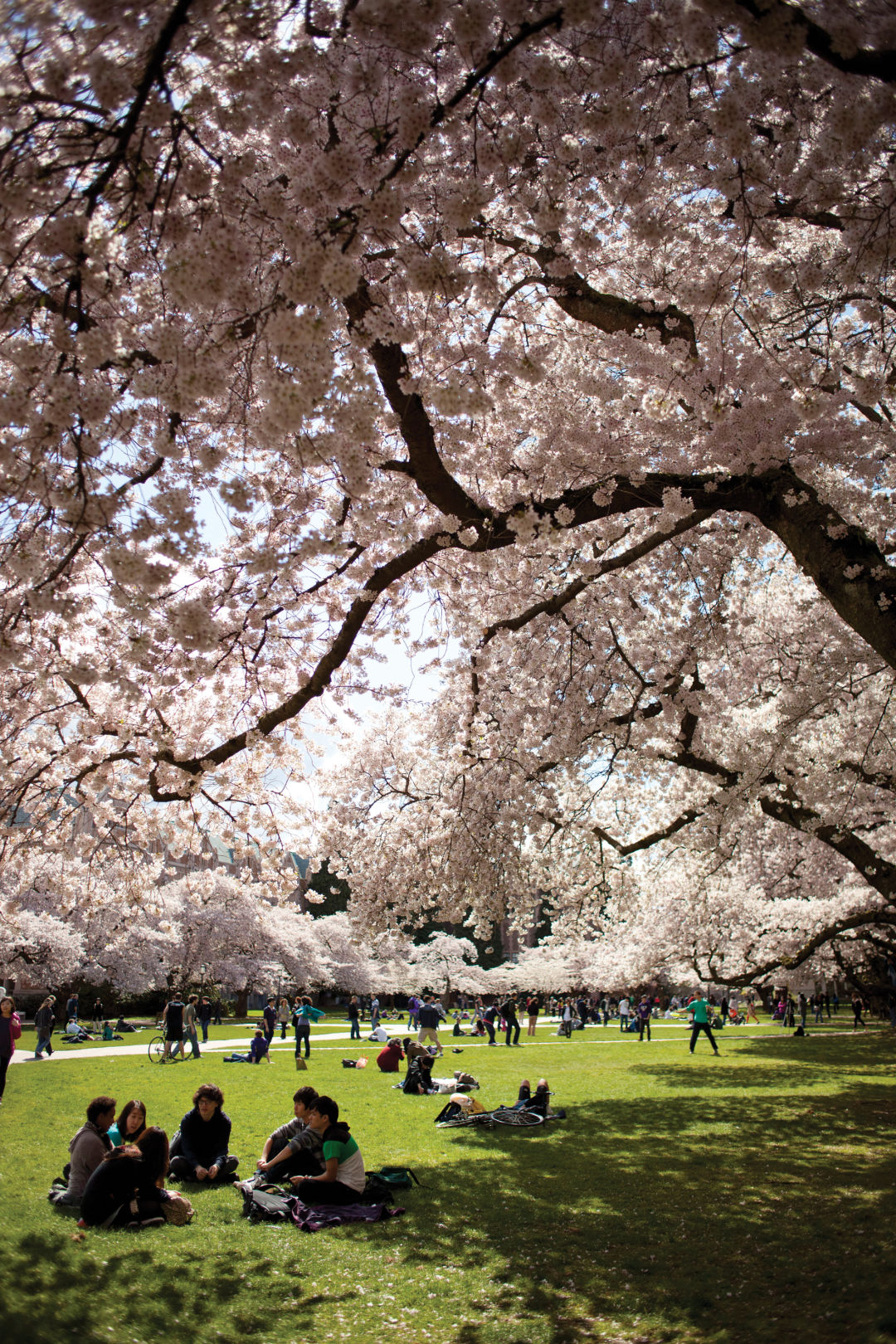 Nats Park and Cherry Blossoms in the Spring : r/baseball