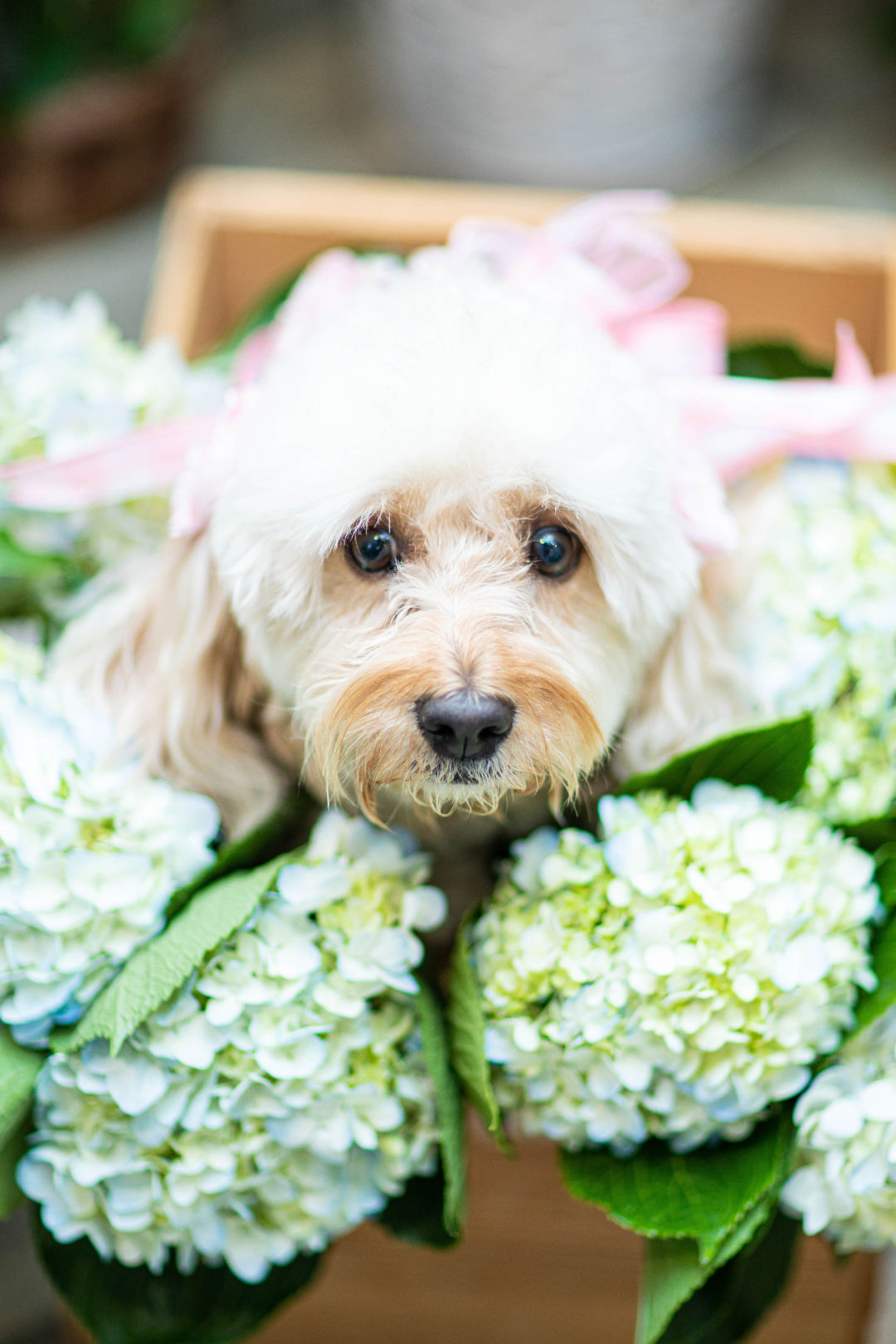 Trixi popping her head through flowers