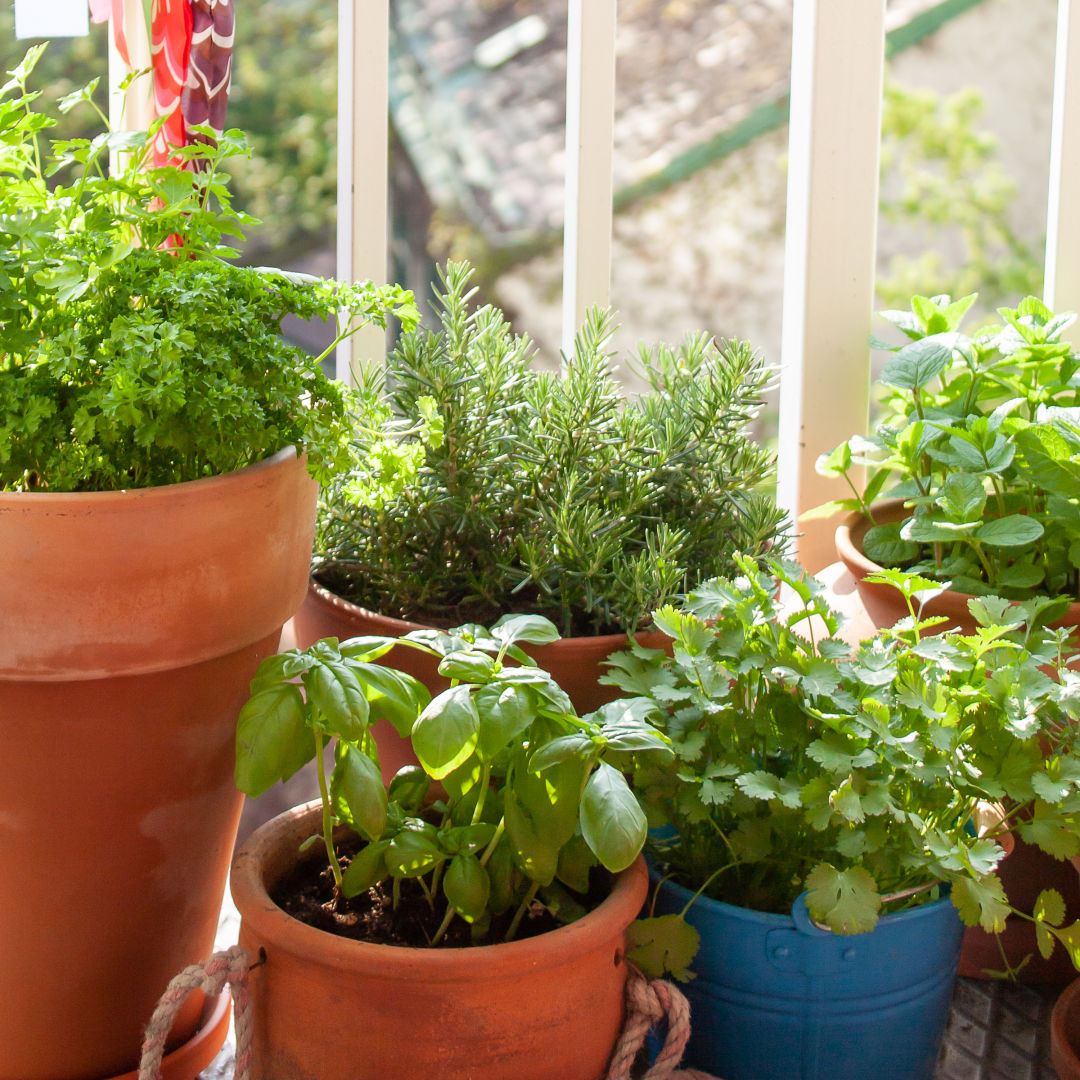 You can buy locally grown herbs at Sarasota's Master Gardener plant sale.