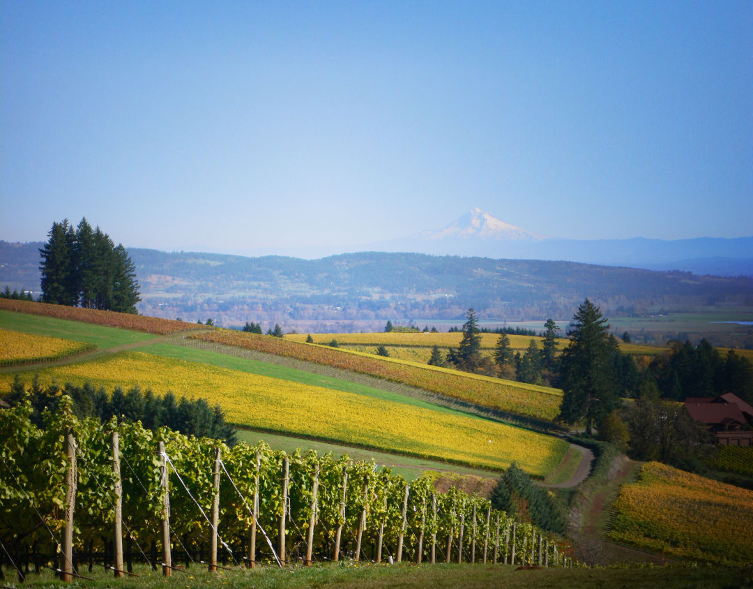 Vista hills mount hood view by mark stock clt6ju