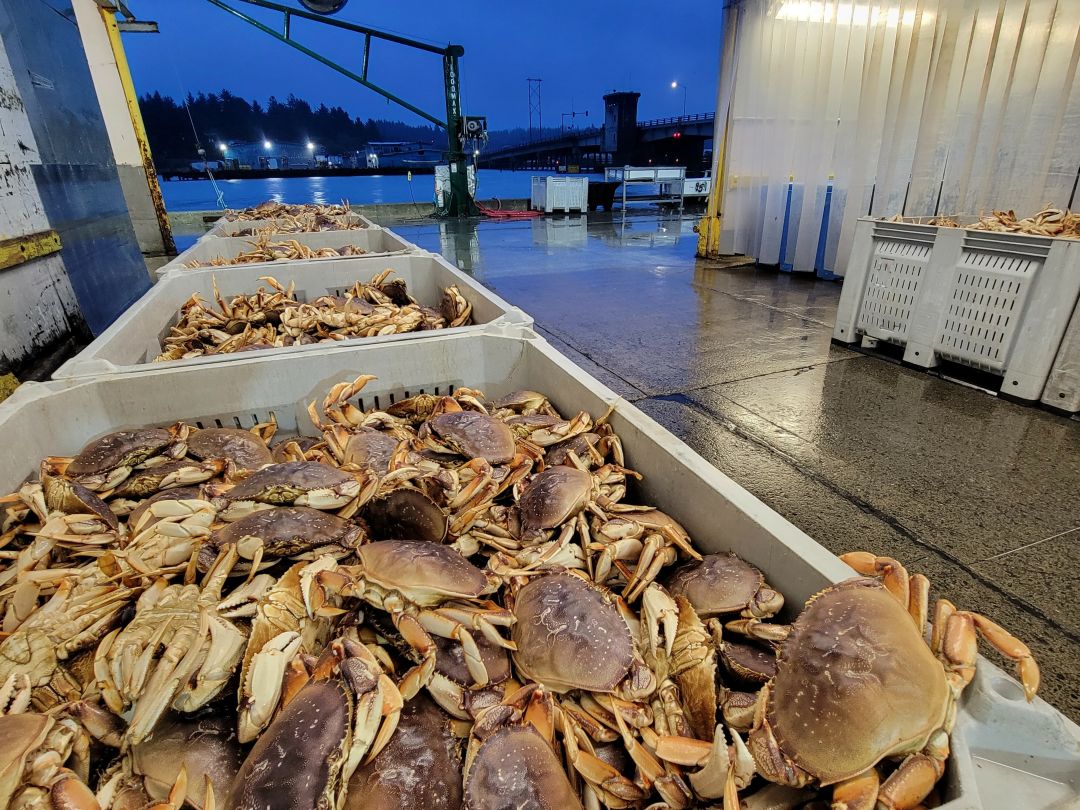 A Possible Recordbreaking Dungeness Crab Season May Lower Prices for