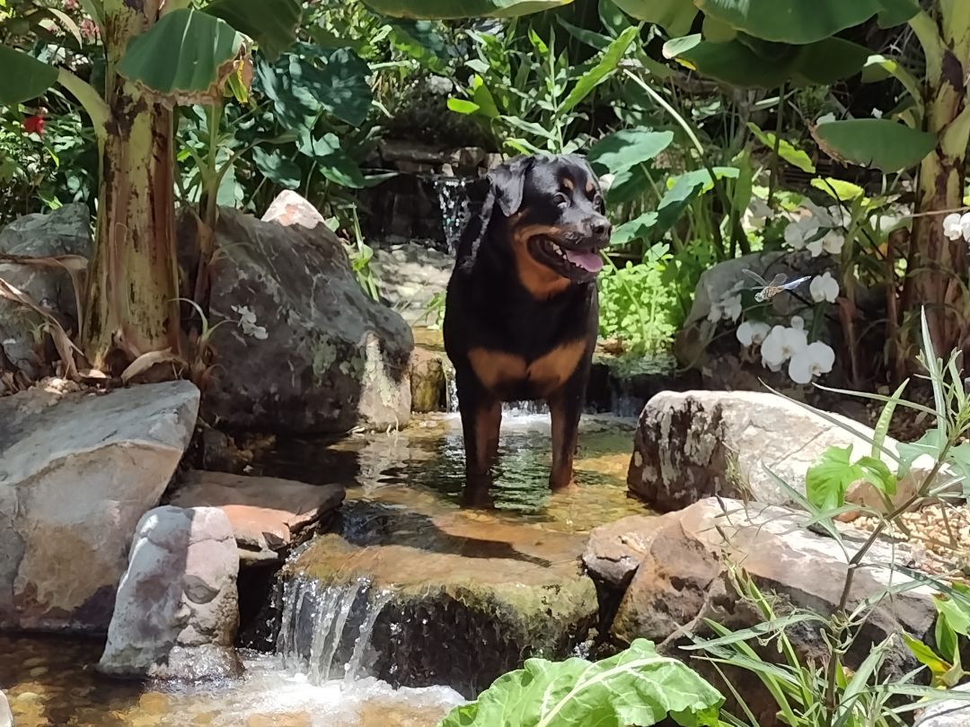 A dog enjoys a pond in the yard.