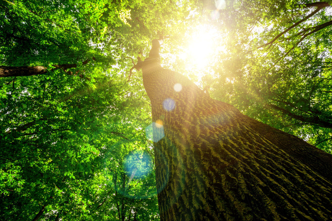 Four species of native Florida trees will be available in the annual Community Canopy Project sale.
