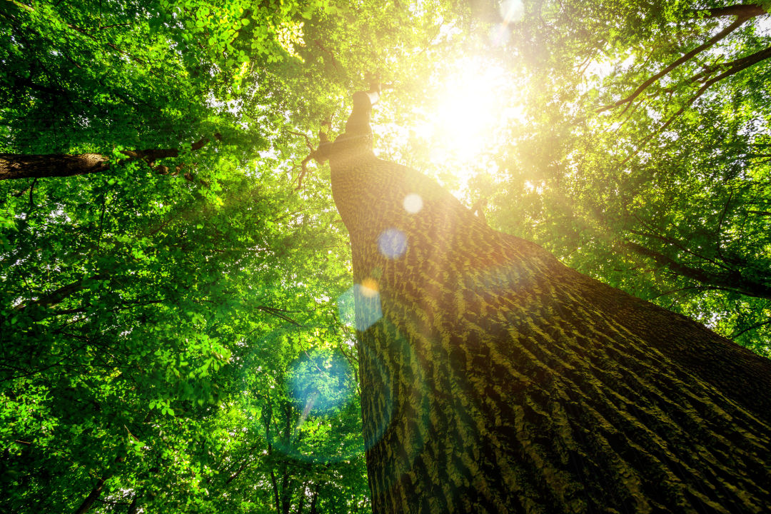 Four species of native Florida trees will be available  in the annual Community Canopy Project sale.