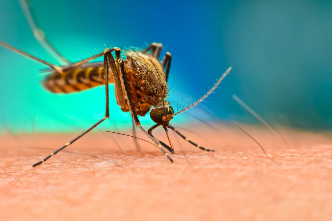 Seven documented cases of malaria were reported in Sarasota County this year.