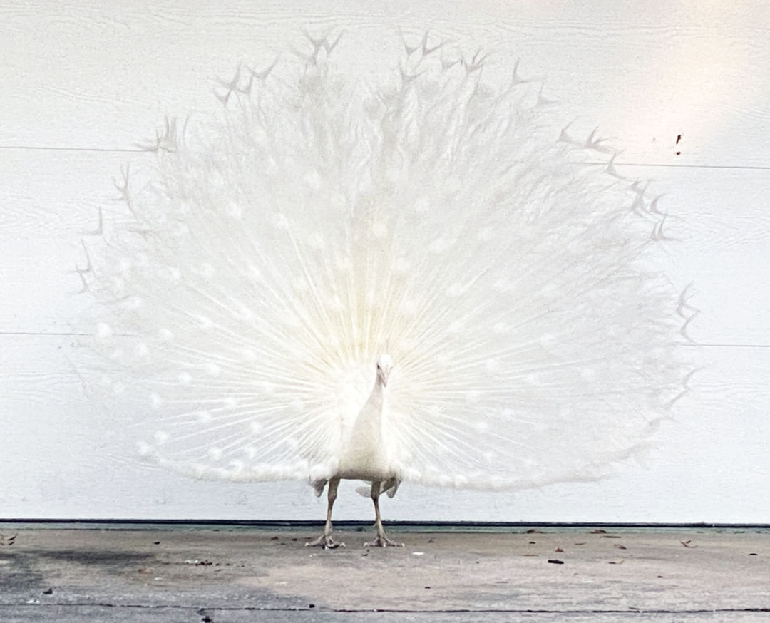 An albino peacock flying over a regular one, and it looks indeed