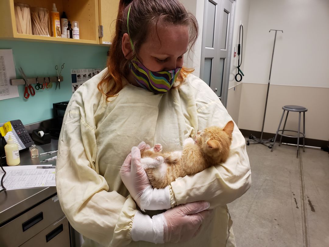 Veterinarian holding a kitten in her arms