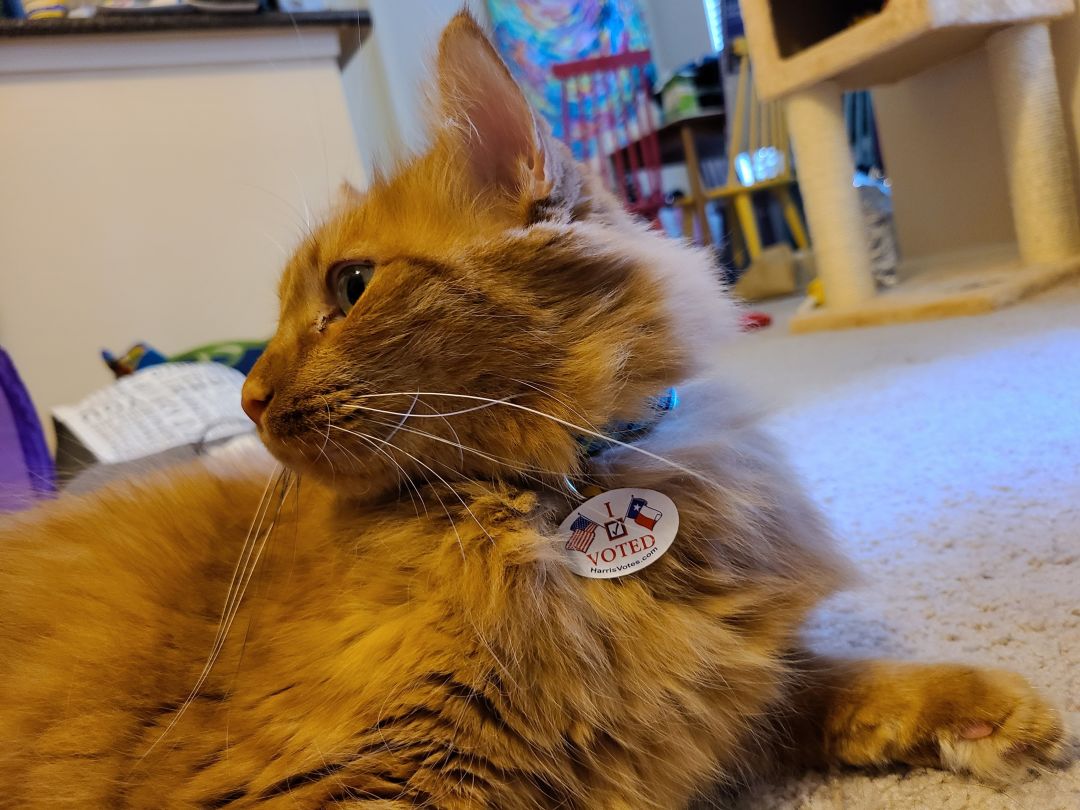A cat wears an "I voted" sticker.
