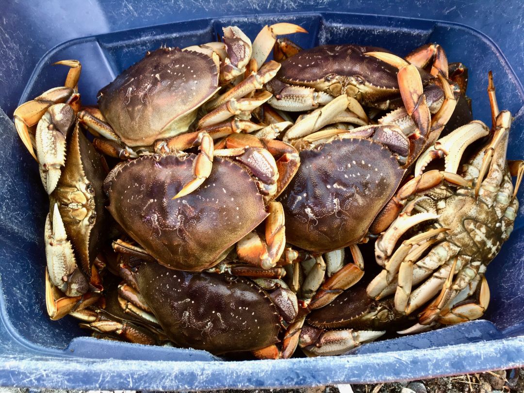 Where to Find Dungeness Crab, Oregon’s Quintessential Winter Treat