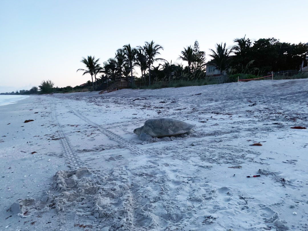 A green sea turtle heads back to the Gulf of Mexico after nesting on Casey Key.