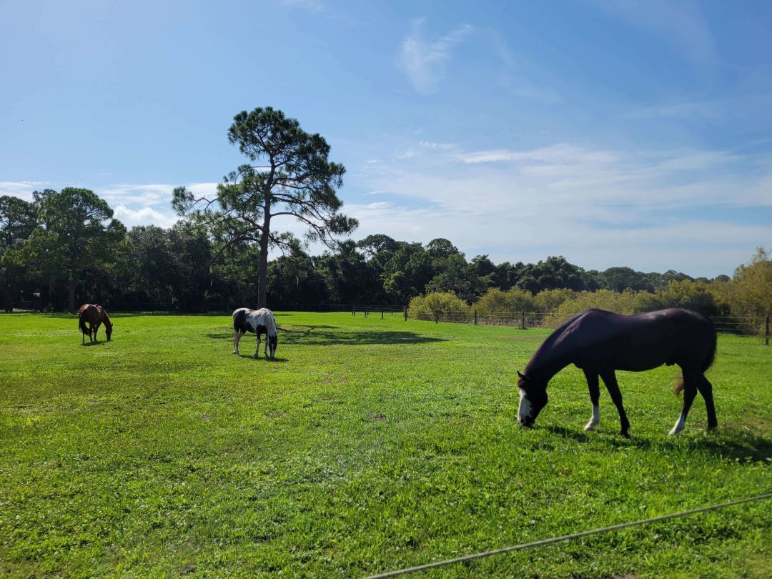 InStride Equestrian Center therapy horses