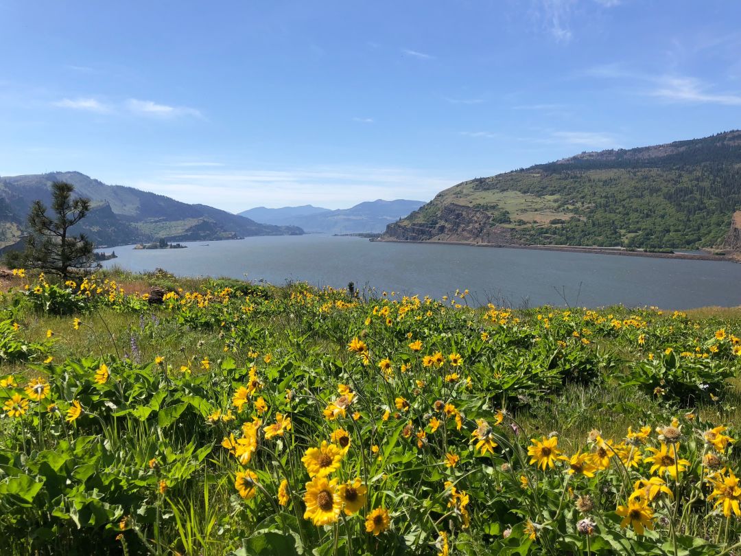 Columbia Gorge Trail: Mosier Plateau