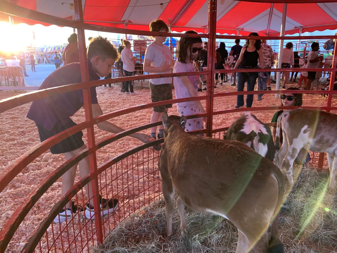 A boy feeds a cow at the Sarasota County Fair petting zoo.