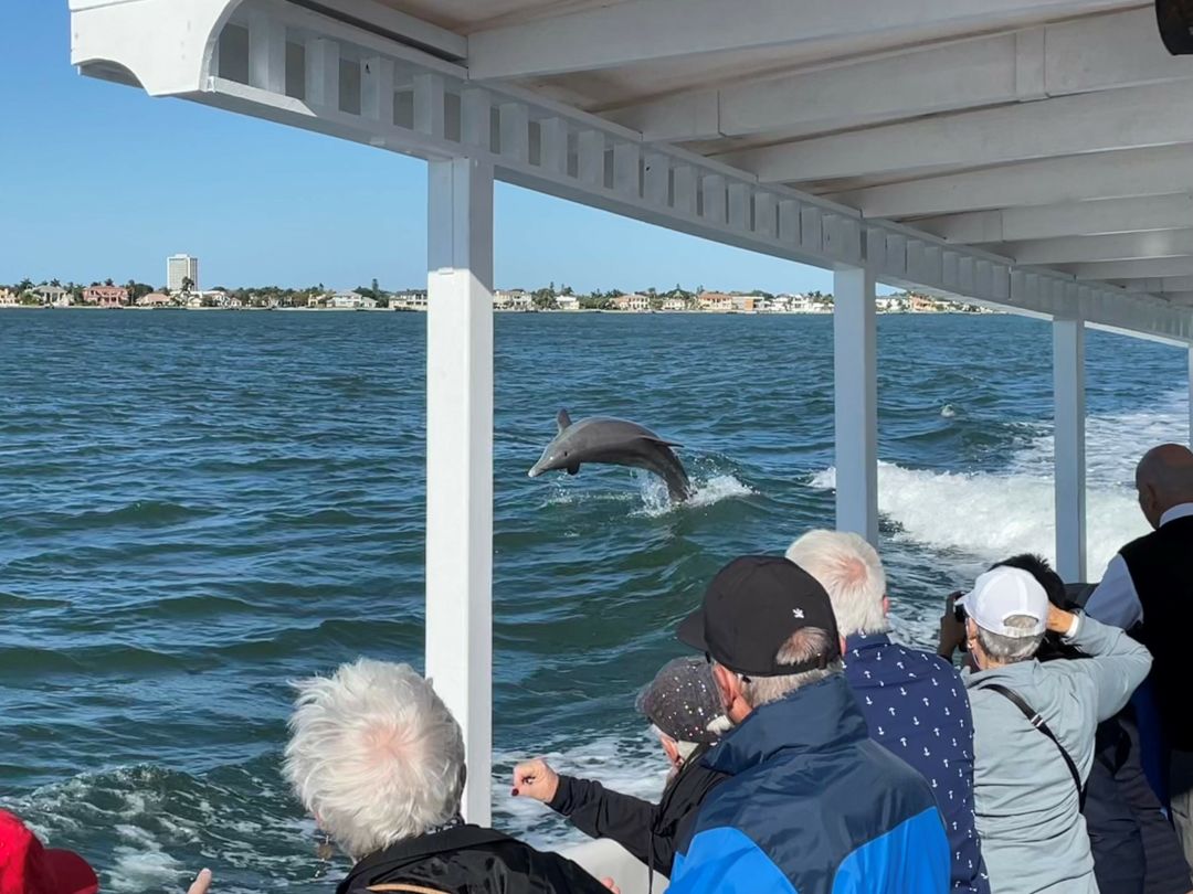 Dolphin boat tour